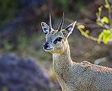 An alert klipspringer.