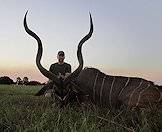 A kudu hunted in South Africa.