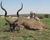 The greater kudu boasts incredible spiral horns.