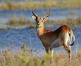 A red lechwe in the Okavango Delta.