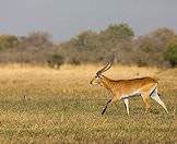 A red lechwe walks cautiously in the bush.