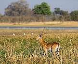 Expect to get wet when hunting red lechwe.