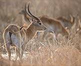 Red lechwes are decidedly aquatic antelope.