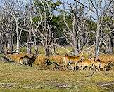 The red lechwe is a highly sought-after trophy.