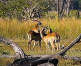 Red lechwes occur in Botswana.