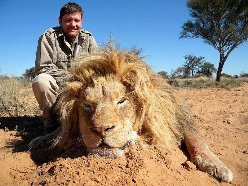 trophy hunting the lion in south africa ash adventures