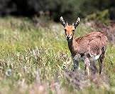 A mountain reedbuck pauses amongst the reeds.