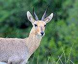 A mountain reedbuck makes eye contact with the camera.