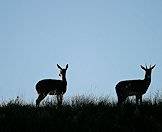 A mountain reedbuck ewe and ram.