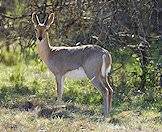 A mountain reedbuck pauses in the bush.