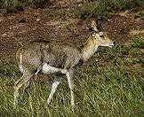 A mountain reedbuck wanders through the reeds.