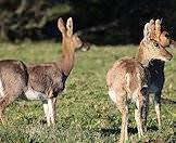 A small herd of mountain reedbucks.