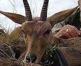 A mountain reedbuck trophy positioned for a photograph.
