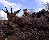 A mountain reedbuck hunted in the Eastern Cape.