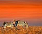 Mountain zebras are ideal for avid trophy collectors.