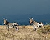 A rainstorm settles over Mountain Zebra National Park.