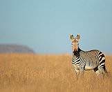 Mountain zebras are grazers.