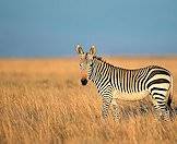 Hunt mountain zebra in central or southern South Africa.