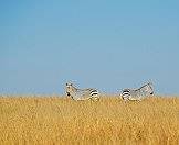 Mountain zebras have bare white bellies.