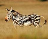 Mountain zebras are less common than Burchell's zebra.