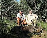 A nyala hunted in dense undergrowth.