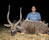 An evening nyala hunt.