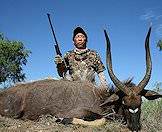 A nyala trophy with fine ivory tips.