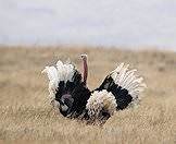 Male ostriches have beautiful black and white feathers.