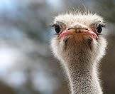 Ostriches have remarkably long lashes.