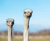 Ostriches have incredibly long, powerful necks.
