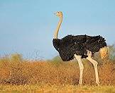 An ostrich rooster in the bushveld.