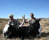 A ostrich hunt in South Africa.