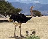 Both ostrich parents take care of their young.