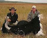 An ostrich hunted with ASH Adventures.