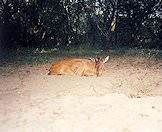 Hunt the red duiker with AS Hunting Adventures.