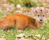 Red duikers are admired for their beautiful chestnut coloring.