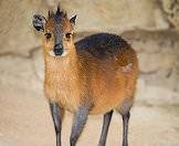 Red duikers have short, straight horns.