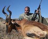 Red hartebeest are primarily grazers.