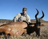 Red hartebeest enjoy the open plains of the easetern Free State.