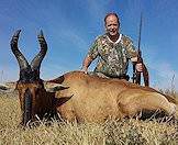 A fine specimen of red hartebeest.