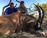 The roan antelope can be a formidable quarry.
