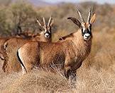 Roan antelope are named for their beautiful red coats.