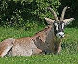 Roan antelope bulls are somewhat darker than the cows.