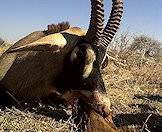 A fine roan antelope trophy taken on a hunting safari.