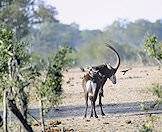 Sable bulls are darker than their female counterparts.