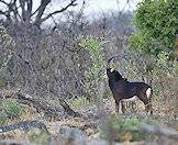 The sable is revered for its stark coloring and striking horns.