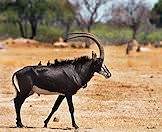 The sable is a large-sized antelople of the horse tribe.