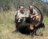 The sable antelope has immense backward sweeping horns.