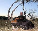 The sable antelope is a popular inclusion in plains game packages.