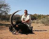 Sable antelope trophies are measured by their horn length.